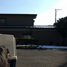 ボーダーコリー 飼育の画像