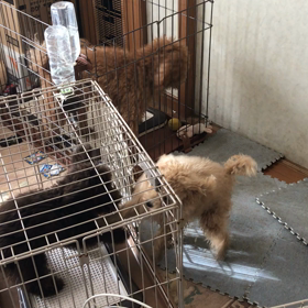 家の中でも...わちゃ わちゃです‼️の画像