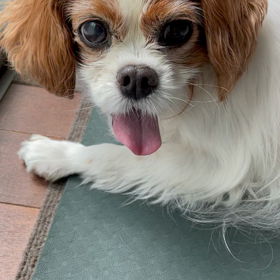 ギックリの画像