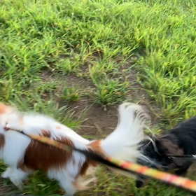 8月12日15わんこと1時間遠足  代々木公園の画像