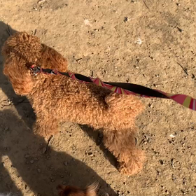 4月5日13わんこと1時間遠足  代々木公園の画像