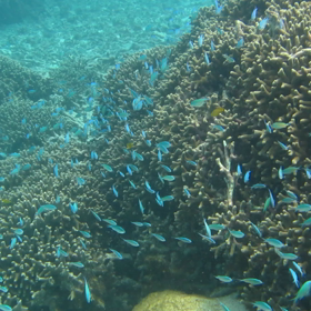 デバの産卵？！の画像