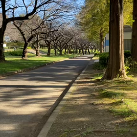 県駅伝選考会女子⑤の画像
