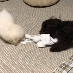 仲良し…♡オセロ？（≧∇≦）の画像