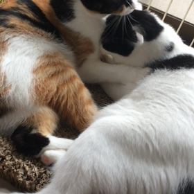 今日もお手入れの画像