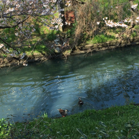 桜の樹の下での画像