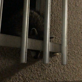 ５匹おる……の画像