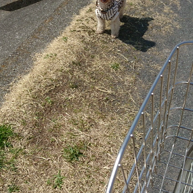 歩いた～の画像