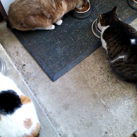 ただひたすらに食べるの画像