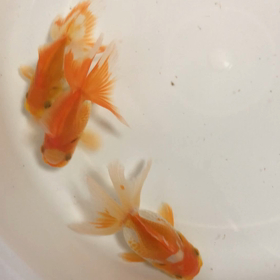 ひと踏ん張りの画像