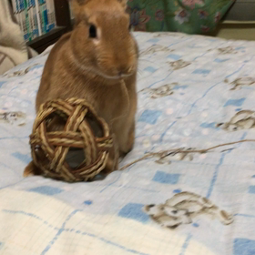 紐、好きなんだねの画像