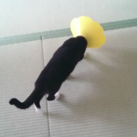 しゃなり シャナリ shanari ♪の画像