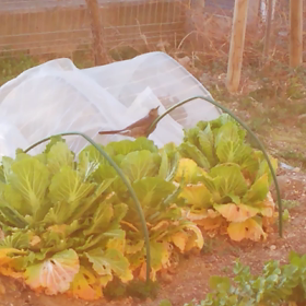 畑の番人の画像