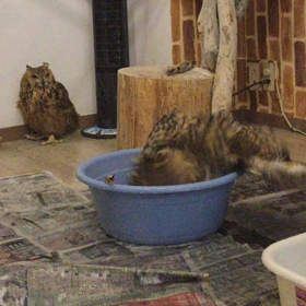 ベンガルワシミミズクの水浴びの画像