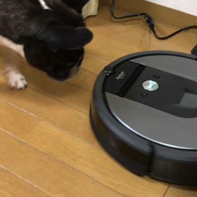 新入りるんちゃんの画像