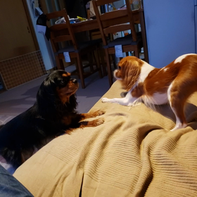 やられた(*_*)の画像