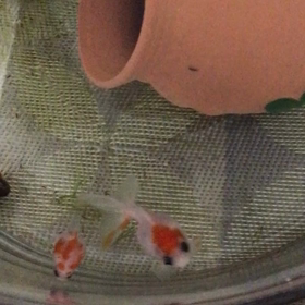 可愛い家族の画像