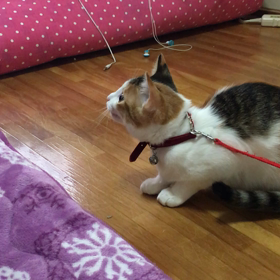 クリスマスやなぁもうすぐの画像