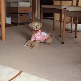 おもしろ動画の画像