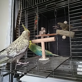 ぴなガード発動!!(動画あり)の画像