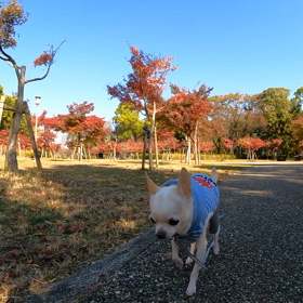 大阪城公園もみじ園の画像