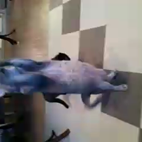 動けるハムの画像