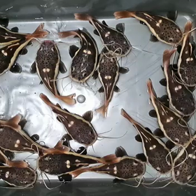 レッドテールキャットウルトラショート輸入します！の画像