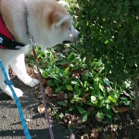 わぁー❗短パン、半袖では肌寒い朝。お散歩日和なはずだけど、未来丸は相変わらずダラダラモード、反っの画像