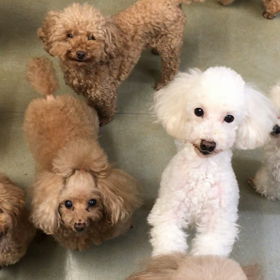 ちゅ〜るちゅ〜るの画像