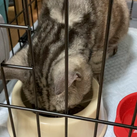 新入りさんの画像