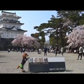 小田原サイクリングの画像