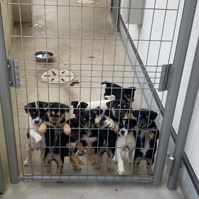 子犬通信　生後42日の画像