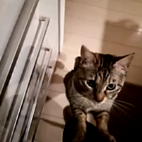 ミケ、ハナ揃って食べないの画像