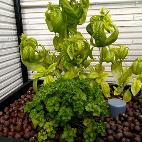 我が家のアクアポニックスの画像