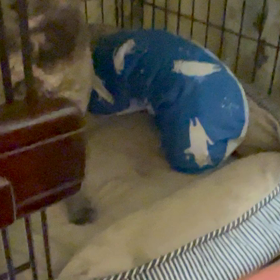 噛み癖が減ってきたまいちゃんの画像