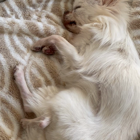 今日も嫌がらせの画像