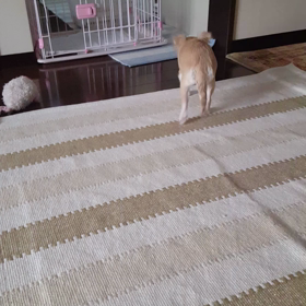 チョコたんやらかしたぁ！の画像