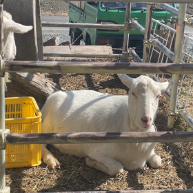 春が来たの画像