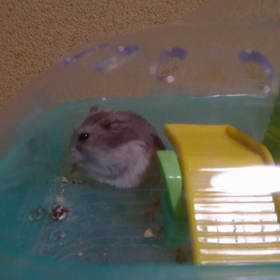 今日からの画像