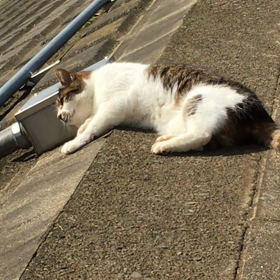 平和が一番！の画像