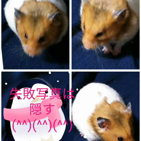 今日は映画の日、久しぶりのハムちゃんの画像