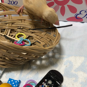 散らかして遊んでいる手毬ちゃんの画像