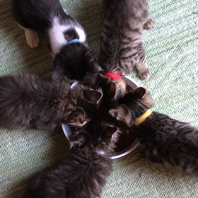 やっぱりこの食べ方の画像