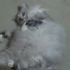 もふもふ？の画像