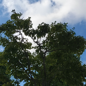 アラームにしてみようかなの画像