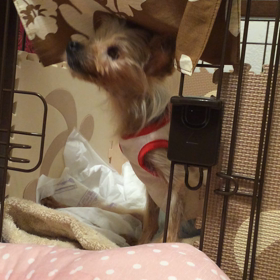 美味しいものはどこ？の画像