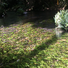 霧島神宮からの山神社への画像