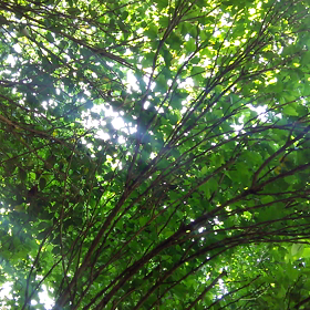 プチ森林浴の画像