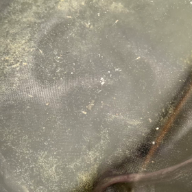 メダカの赤ちゃんの画像