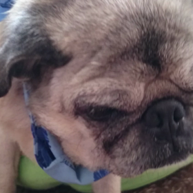 また眼振の画像